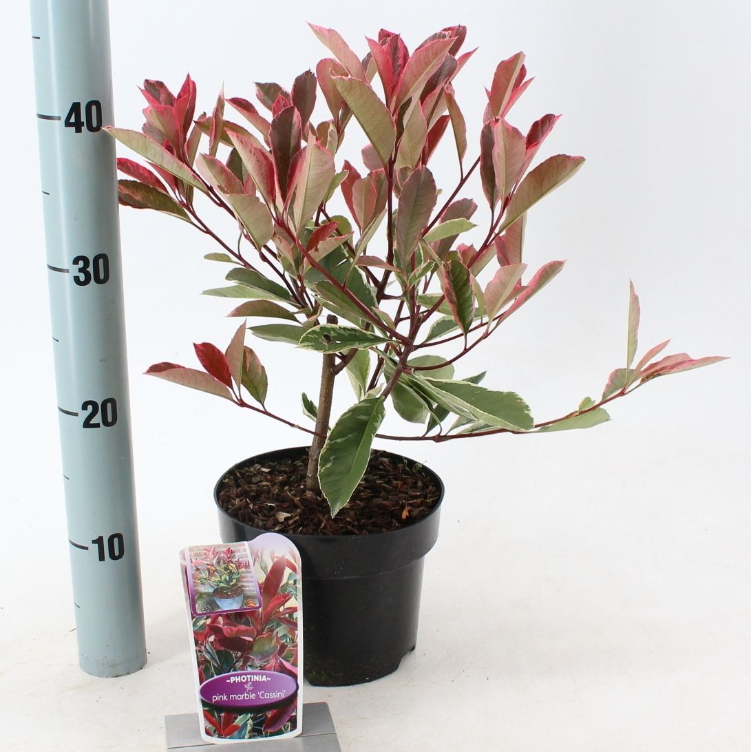 Picture of Photinia fraseri Pink Marble ('Cassini'PBR)