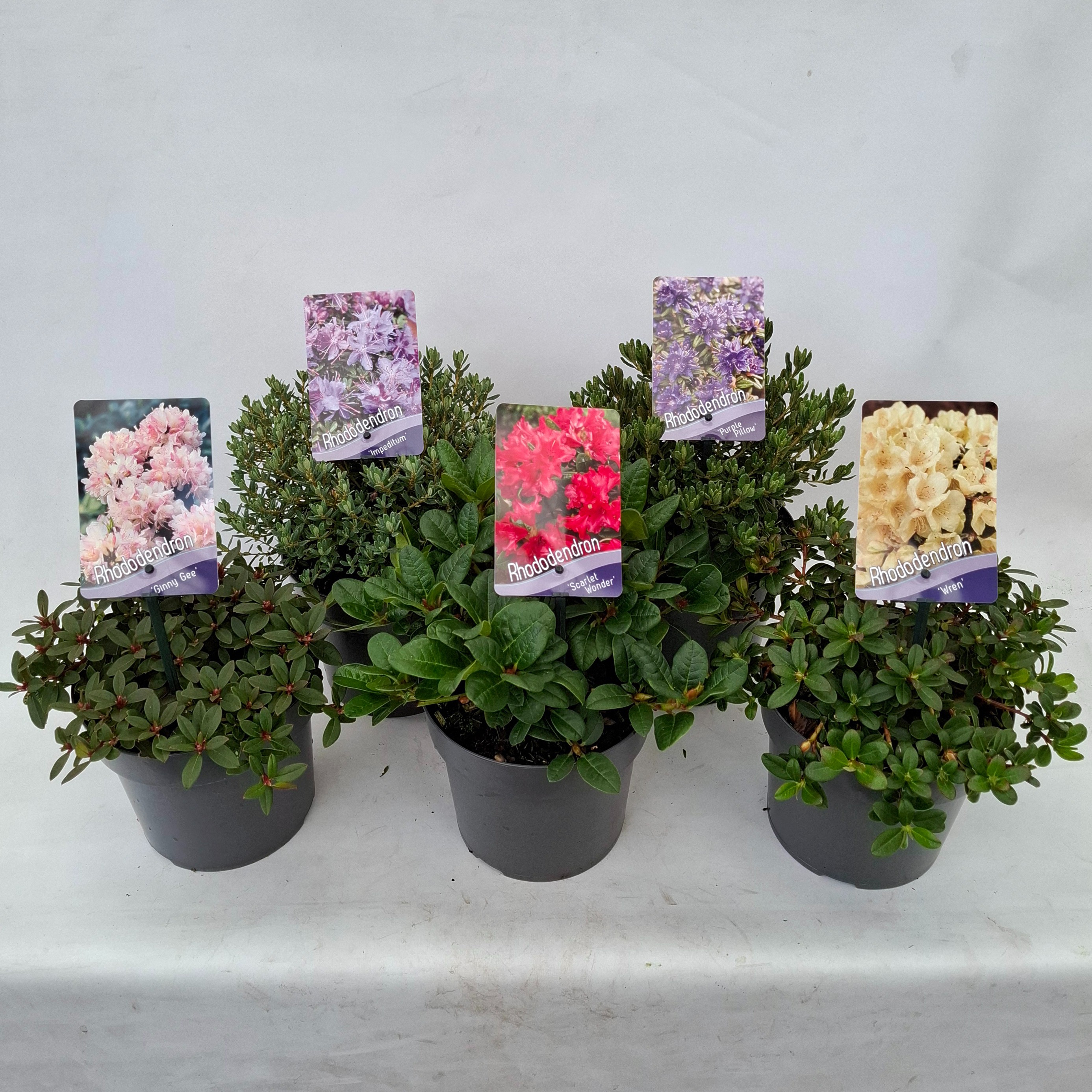 Picture of Rhododendron (dwarf) mix