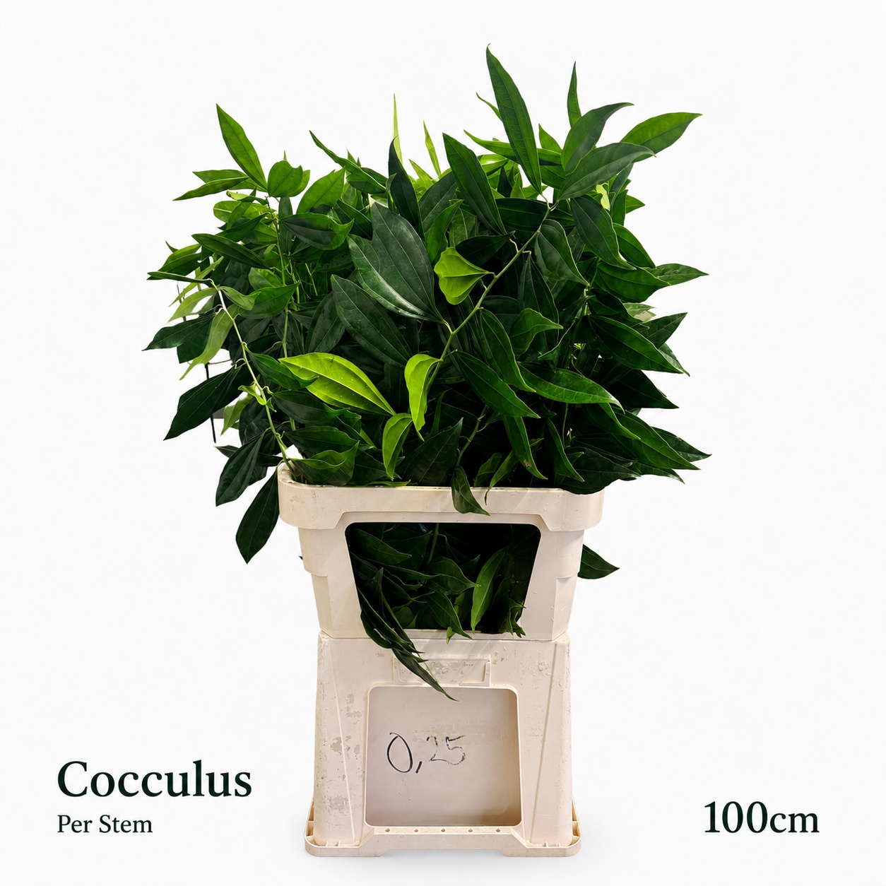 Cocculus Laurifolius