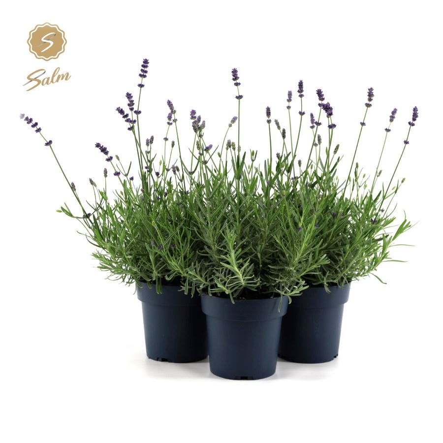 Picture of Lavandula ang. 'Felice'® Collection P15