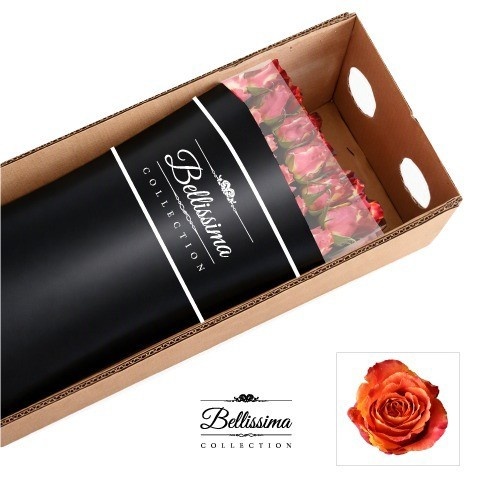 Rosa Silantoi 50cm