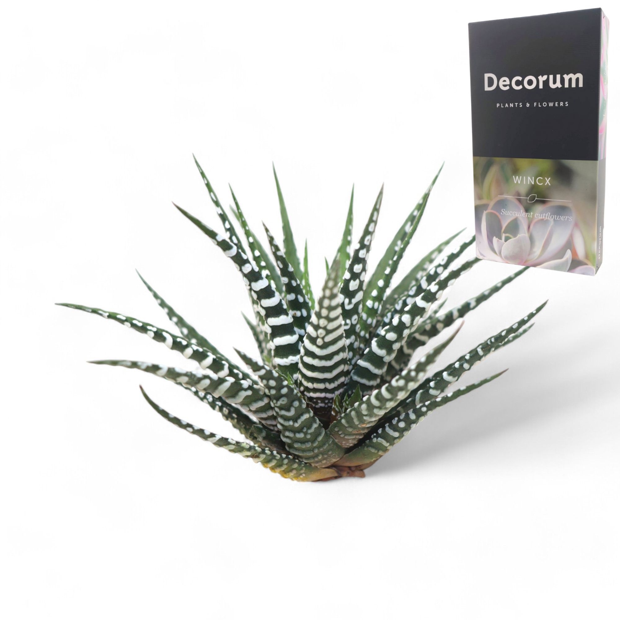 Haworthia Fasc. Big Band Cutfl