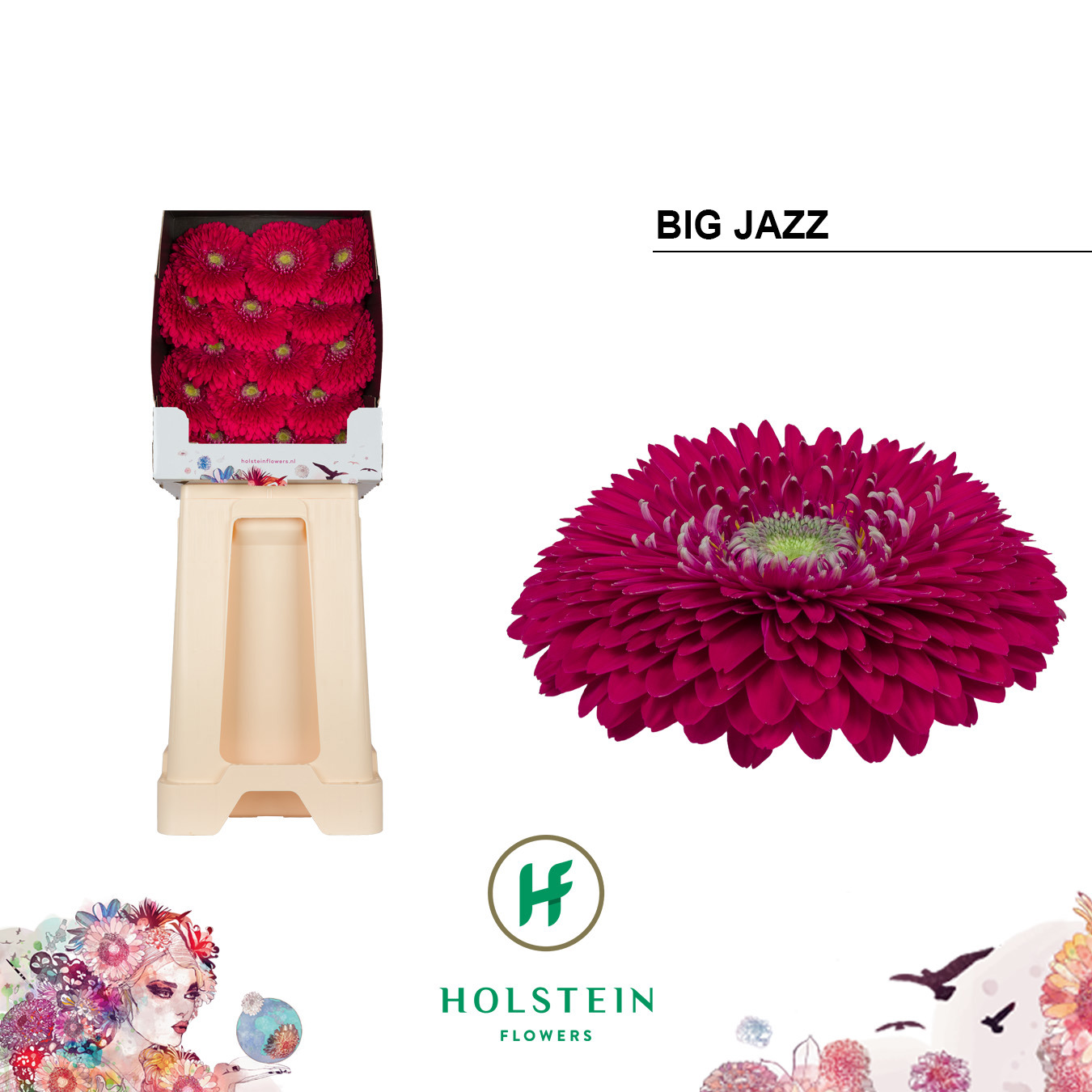 Gerbera Pomponi Big Jazz Diamond