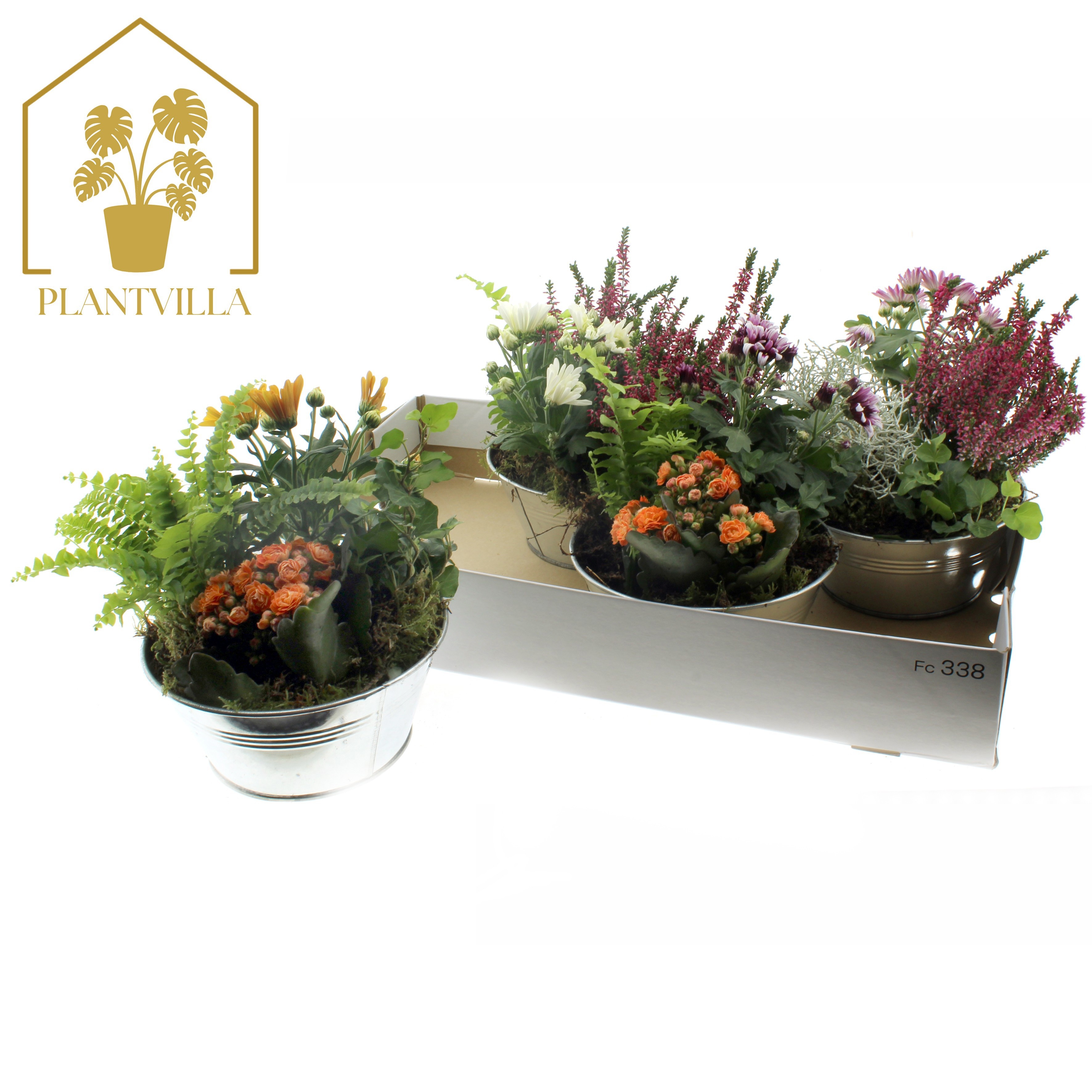 Arr Tuinplanten 25P 35cm 23bloei