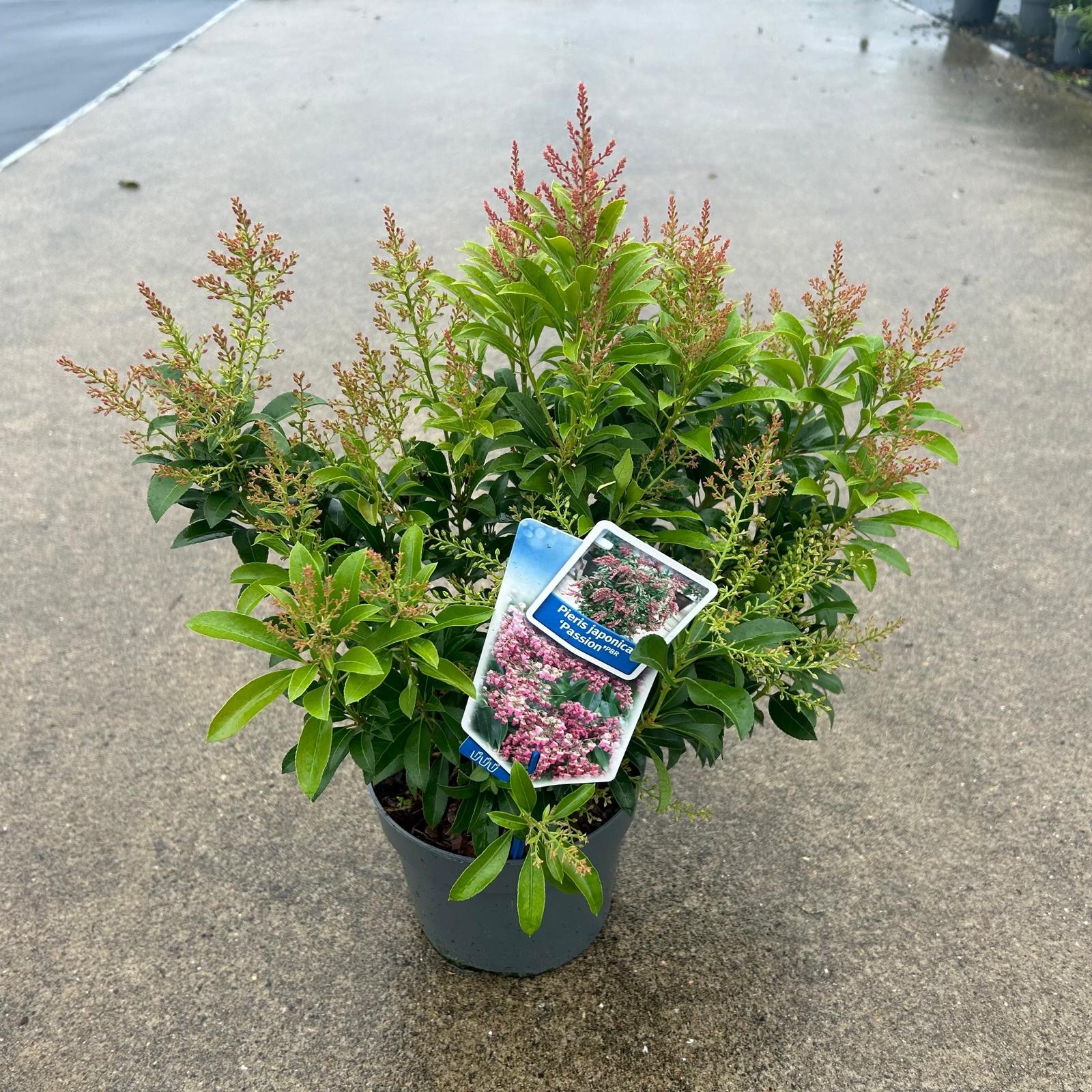 Picture of Pieris jap. 'Passion' PBR