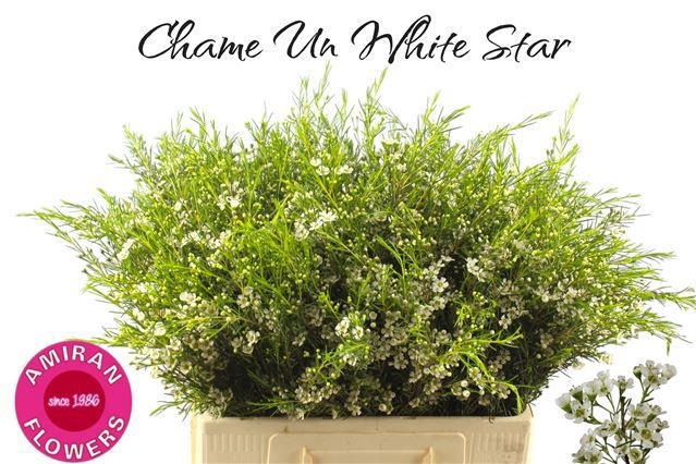 Chamelaucium White Star 60cm 15gram