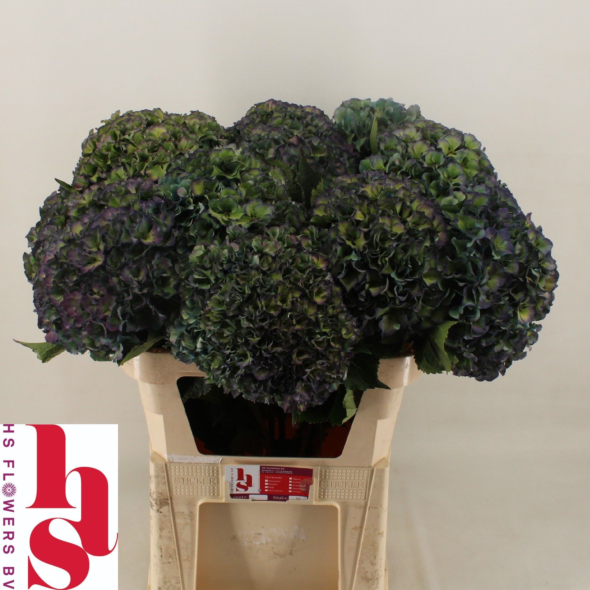 Hydrangea Royal Parade Classic 80cm 24Ø