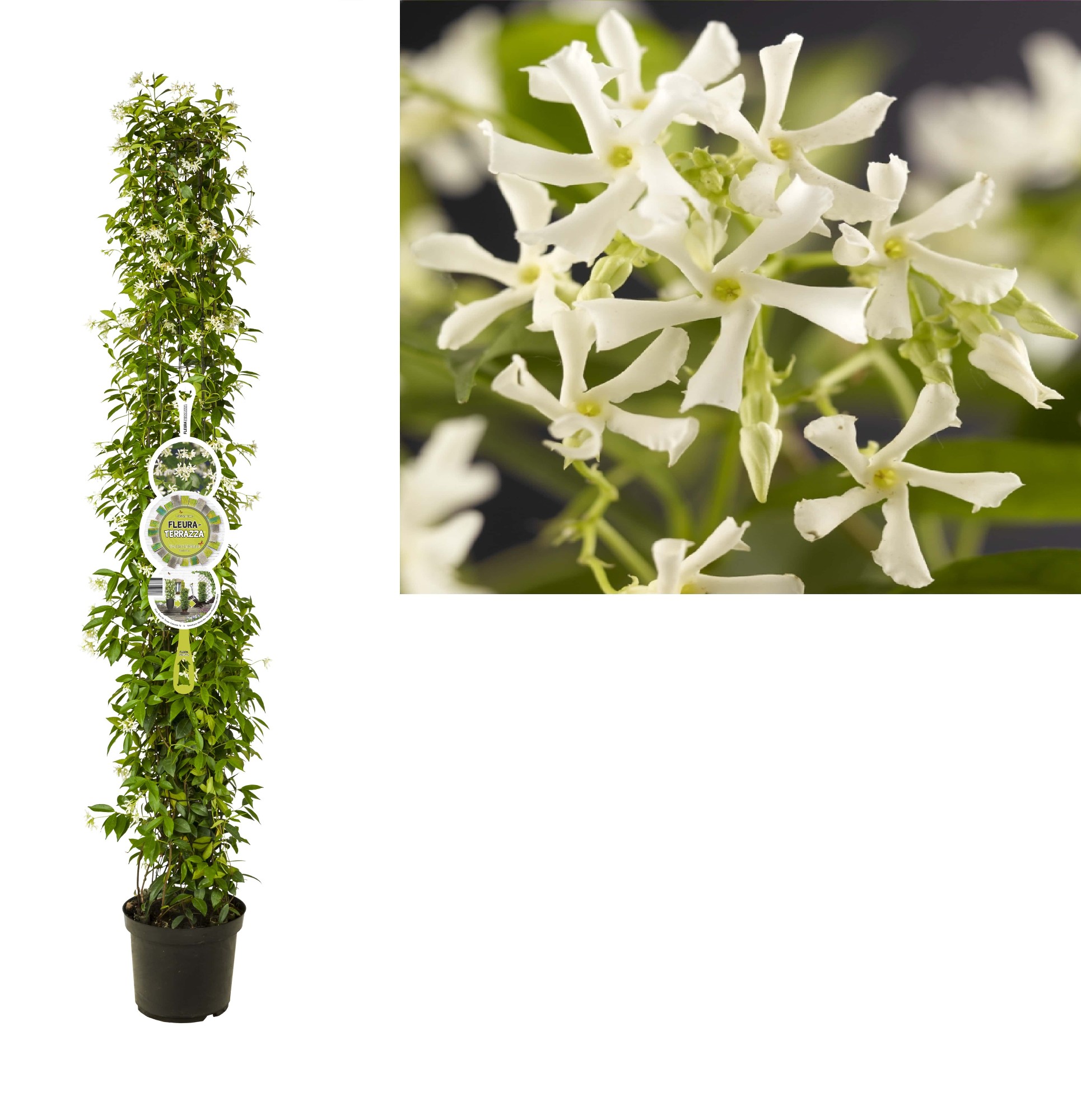 Picture of Trachelospermum jasminoides Pillars buds and/or flowers P30 200CM (LOOSE)