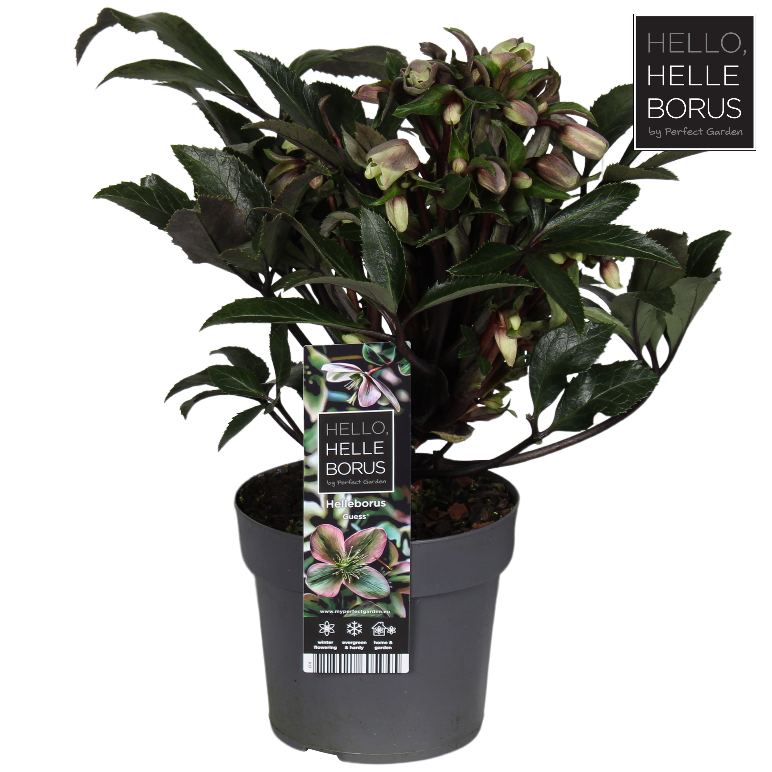 Picture of Helleborus Guess P17 (2 Ltr)