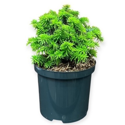 Abies balsamea 'Piccolo'