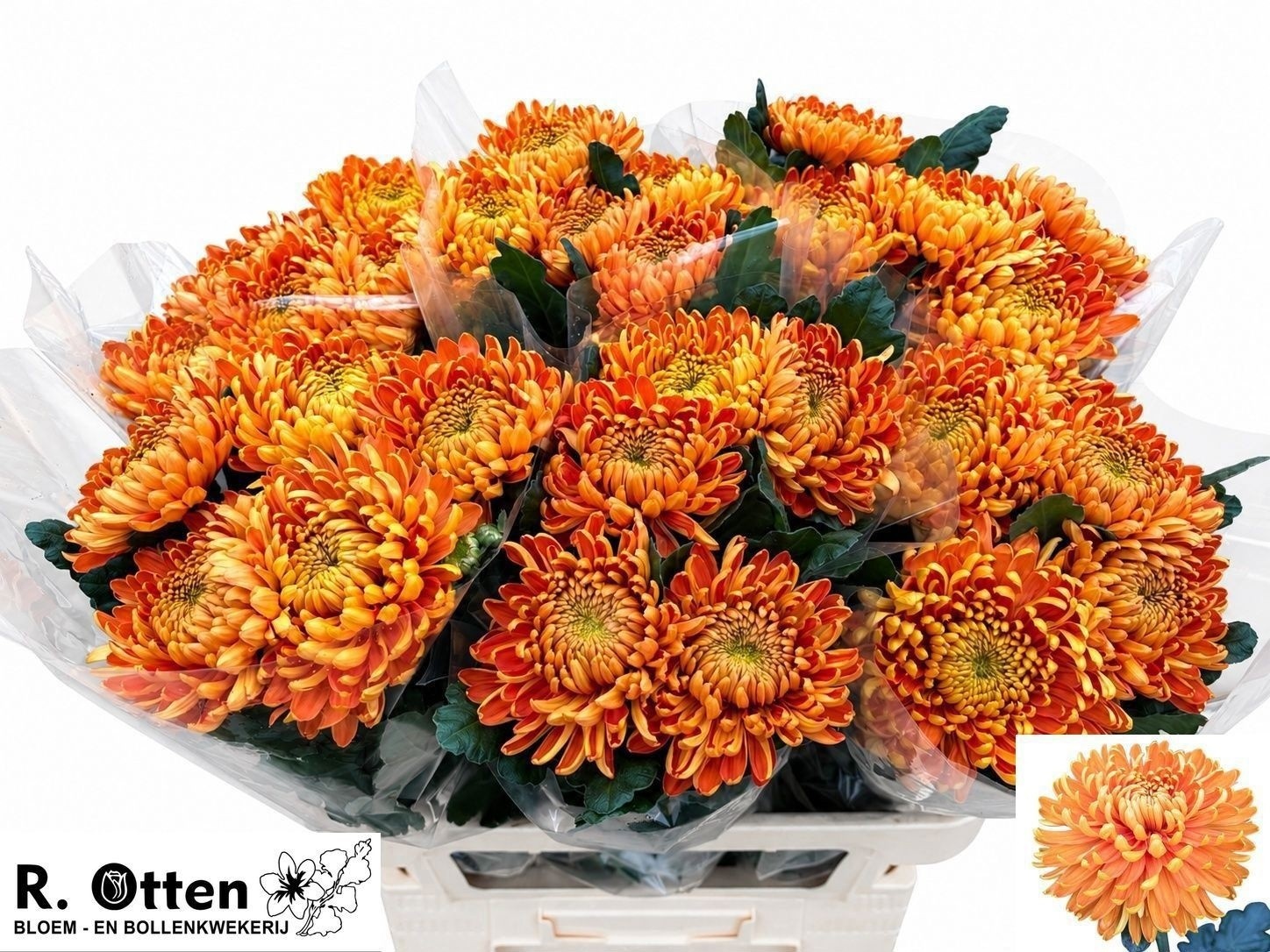 Chrys Single Astro 70cm 115gram