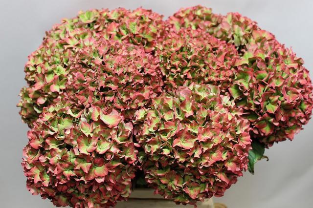 Hydrangea Rodeo Classic Pink 60cm 20Ø