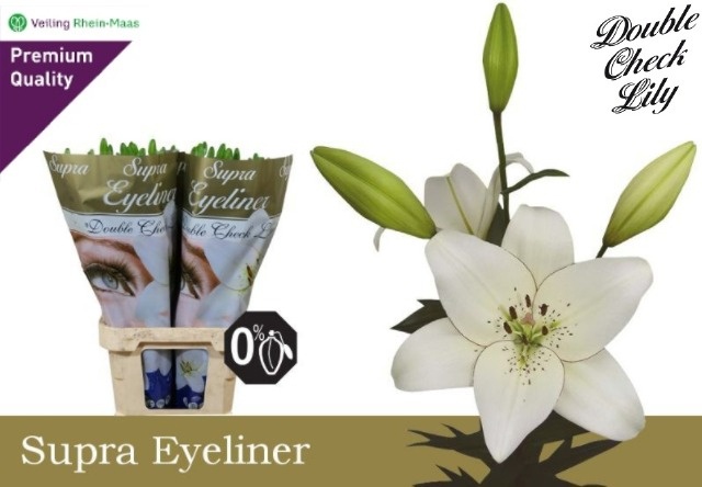 Lilium As Eyeliner 90cm 5/7bl