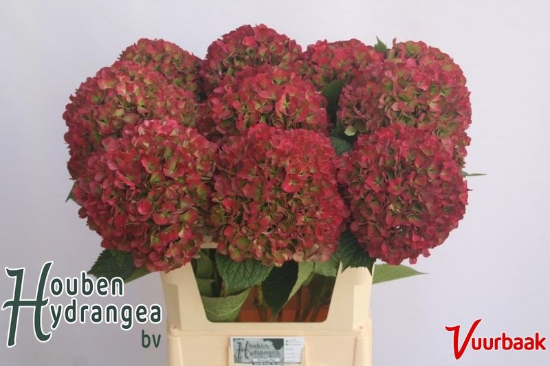Hydrangea Glowing Alps Classic 80cm 21Ø