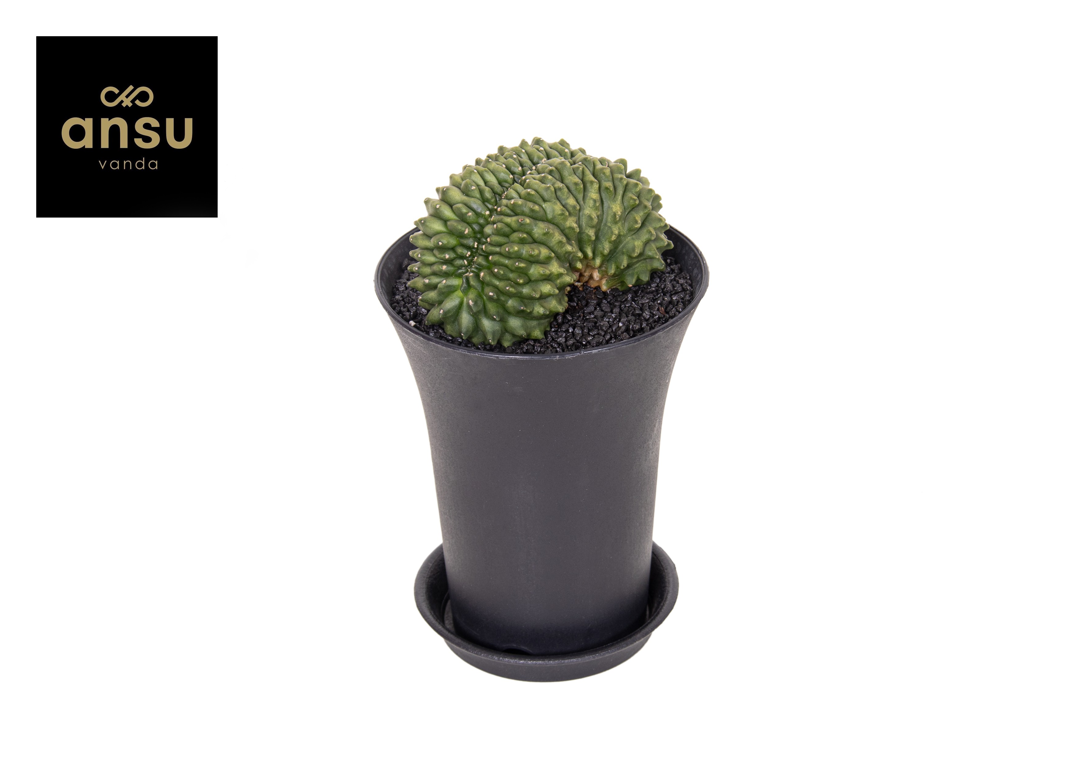 Picture of Gymno Cactus Spineless Bridge XXL P12 19CM