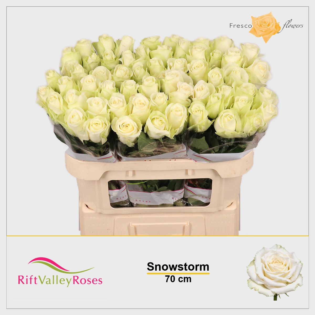 Rosa Snowstorm 70cm