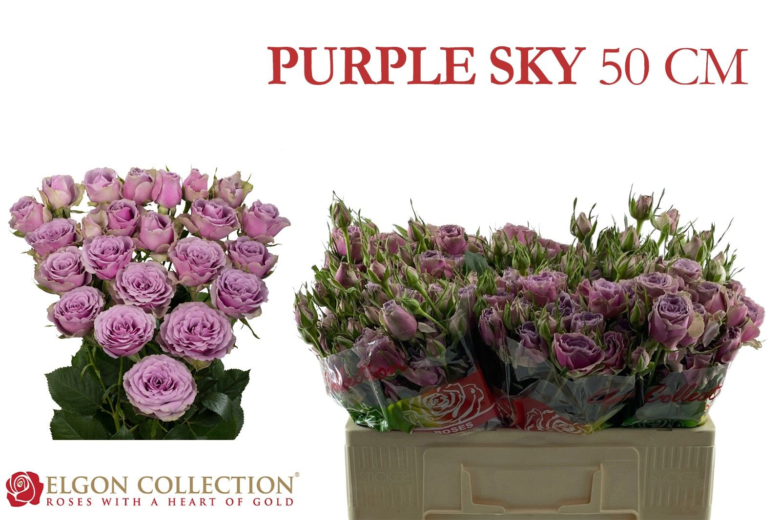 R Tr Purple Sky 50cm