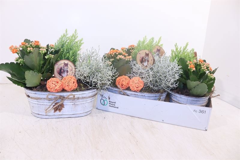 Arr Tuinplanten 25P 24cm