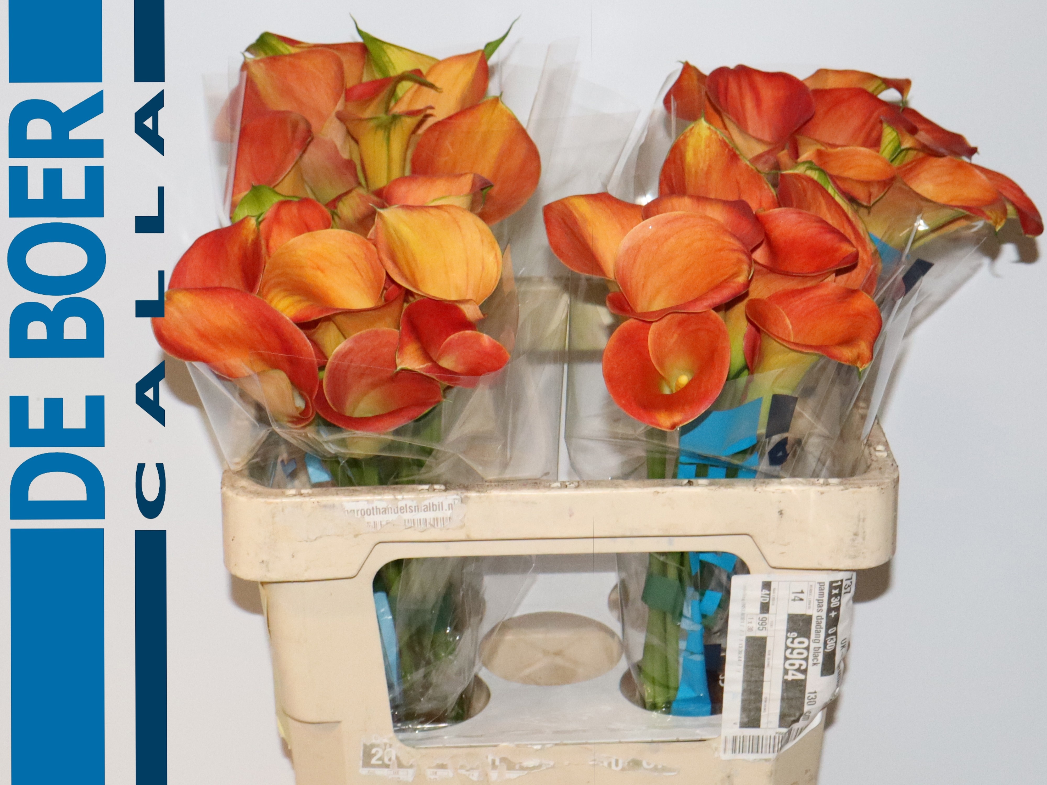 Calla Sunset Passion 55cm