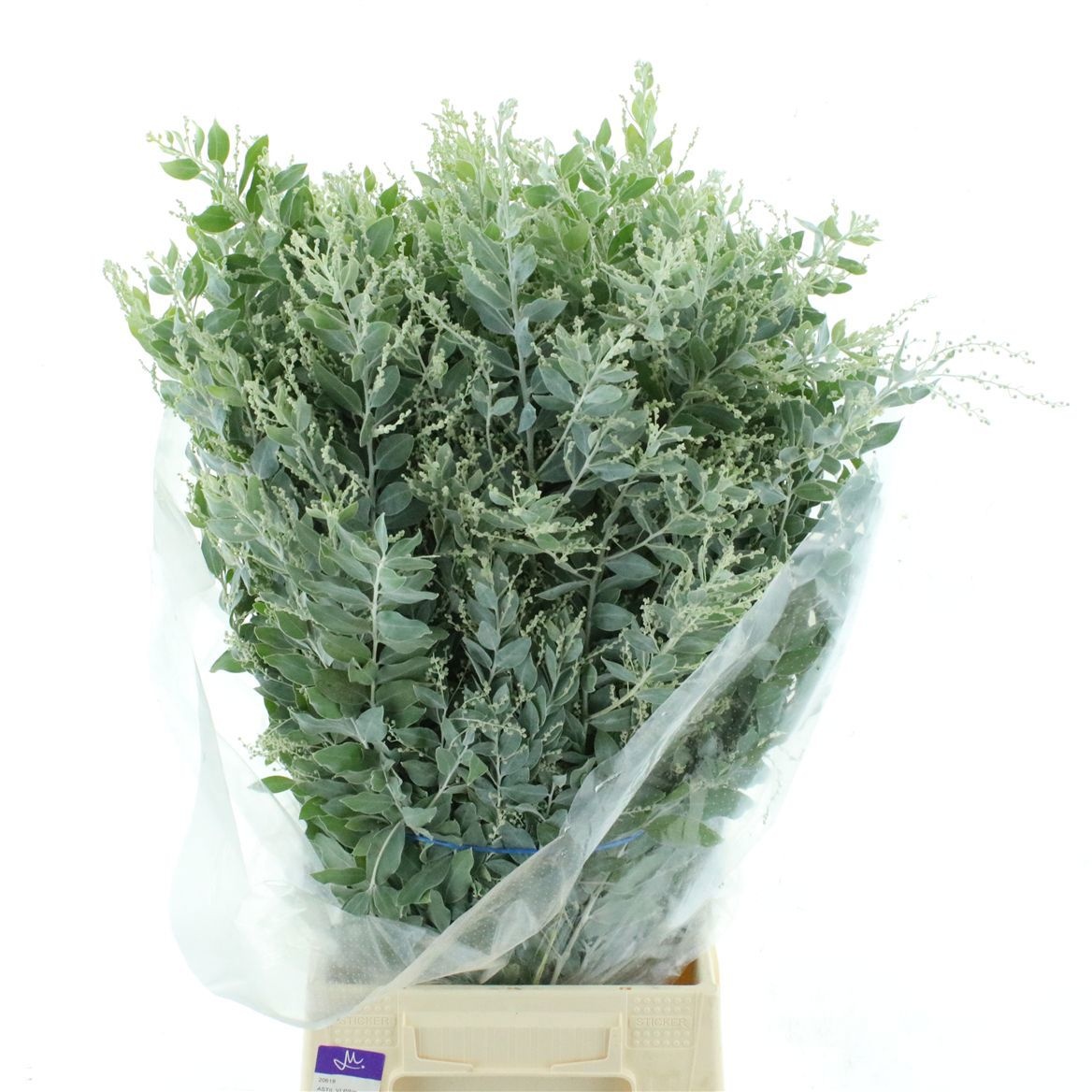 Acacia H Clair Lune Pb 60cm 200gram