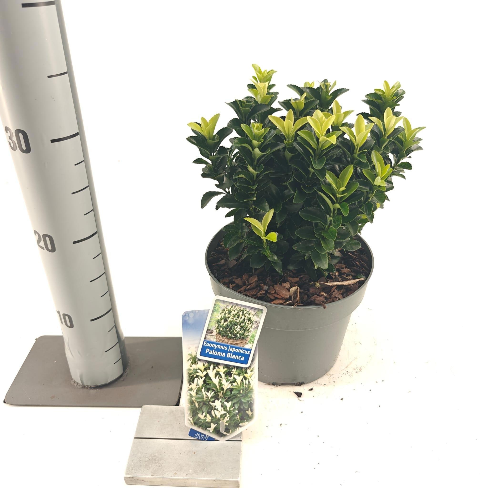 Picture of Euonymus jap. Paloma Blanca ('Lankveld03'PBR)