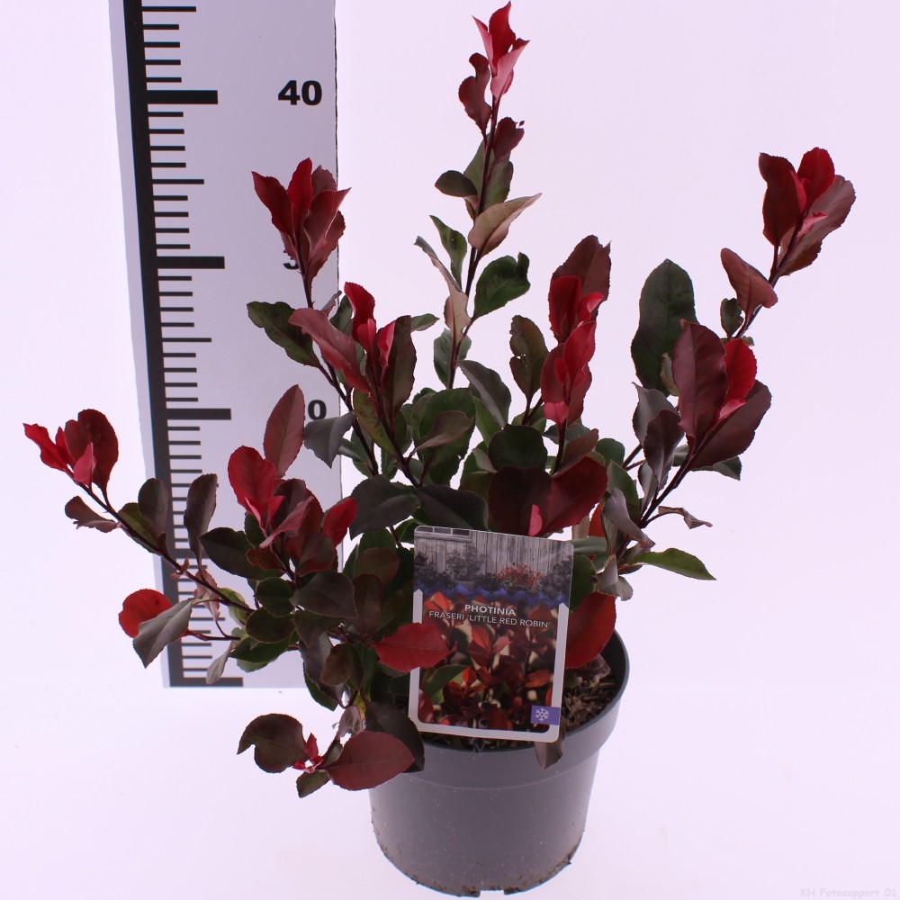 Picture of Photinia fras. 'Little Red Robin'