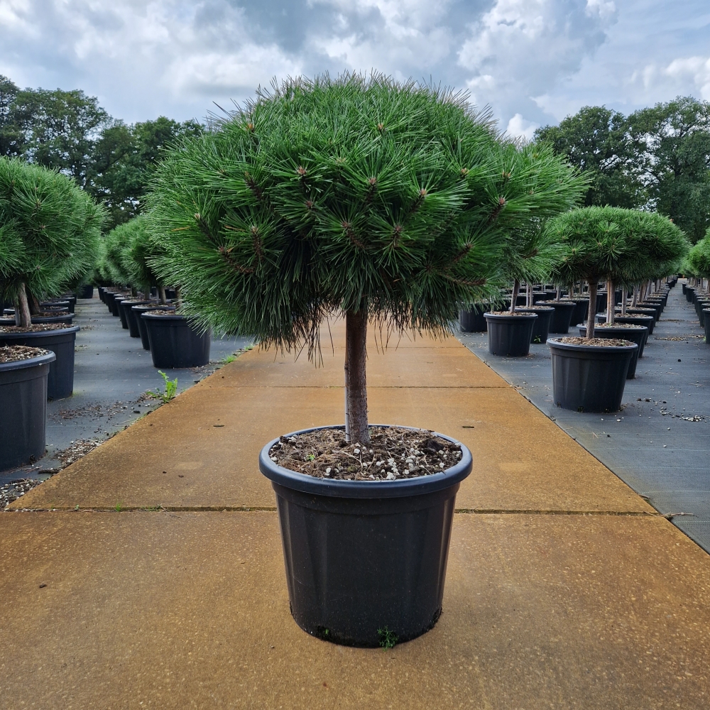 Picture of Pinus nigra Brepo C45 30/STD-60/70CM-HEAD