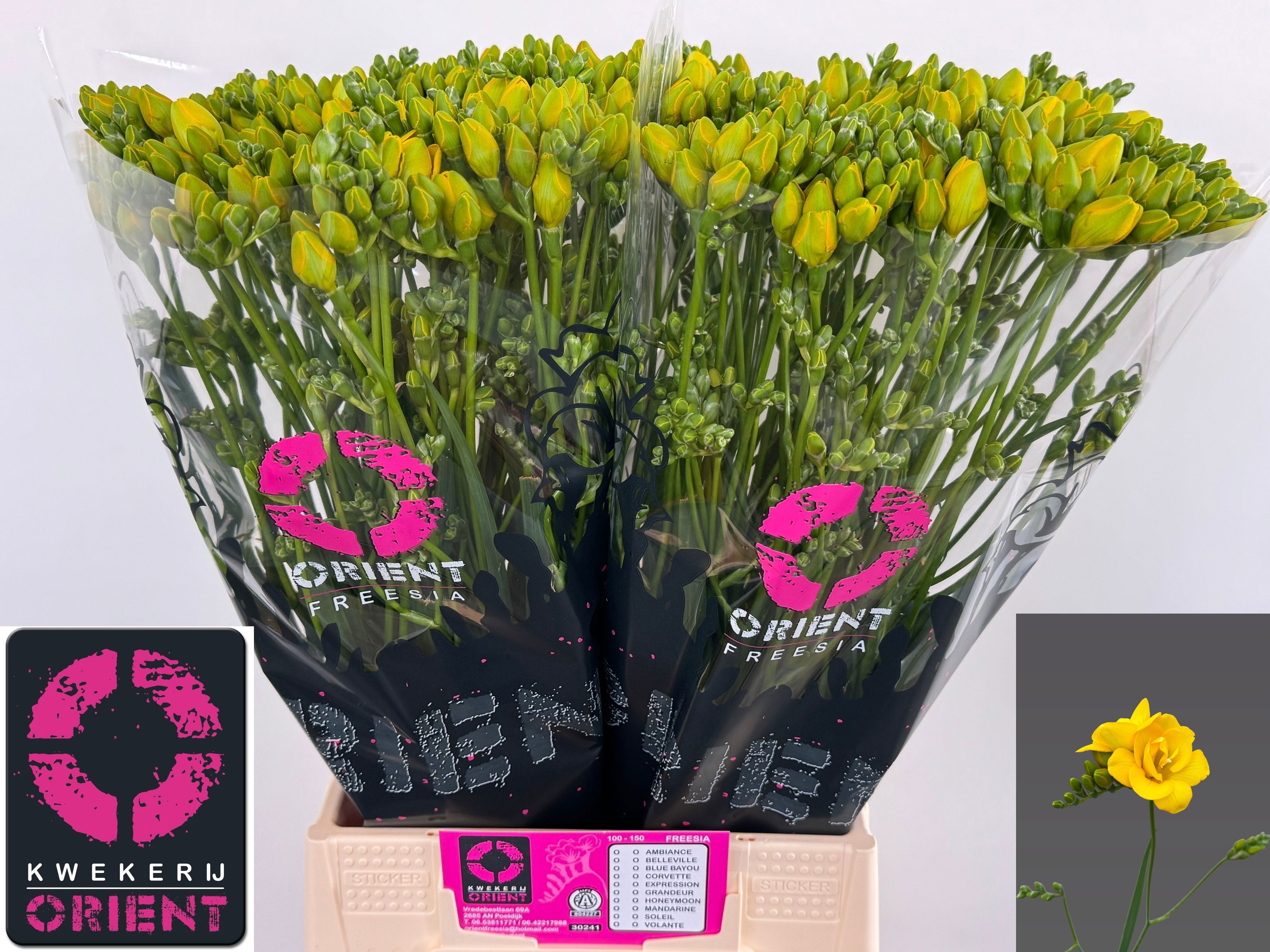 Freesia Double Soleil 50cm 16gram