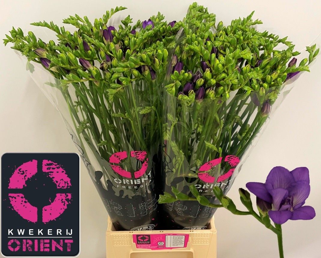 Freesia Double Biscaya 50cm 24gram