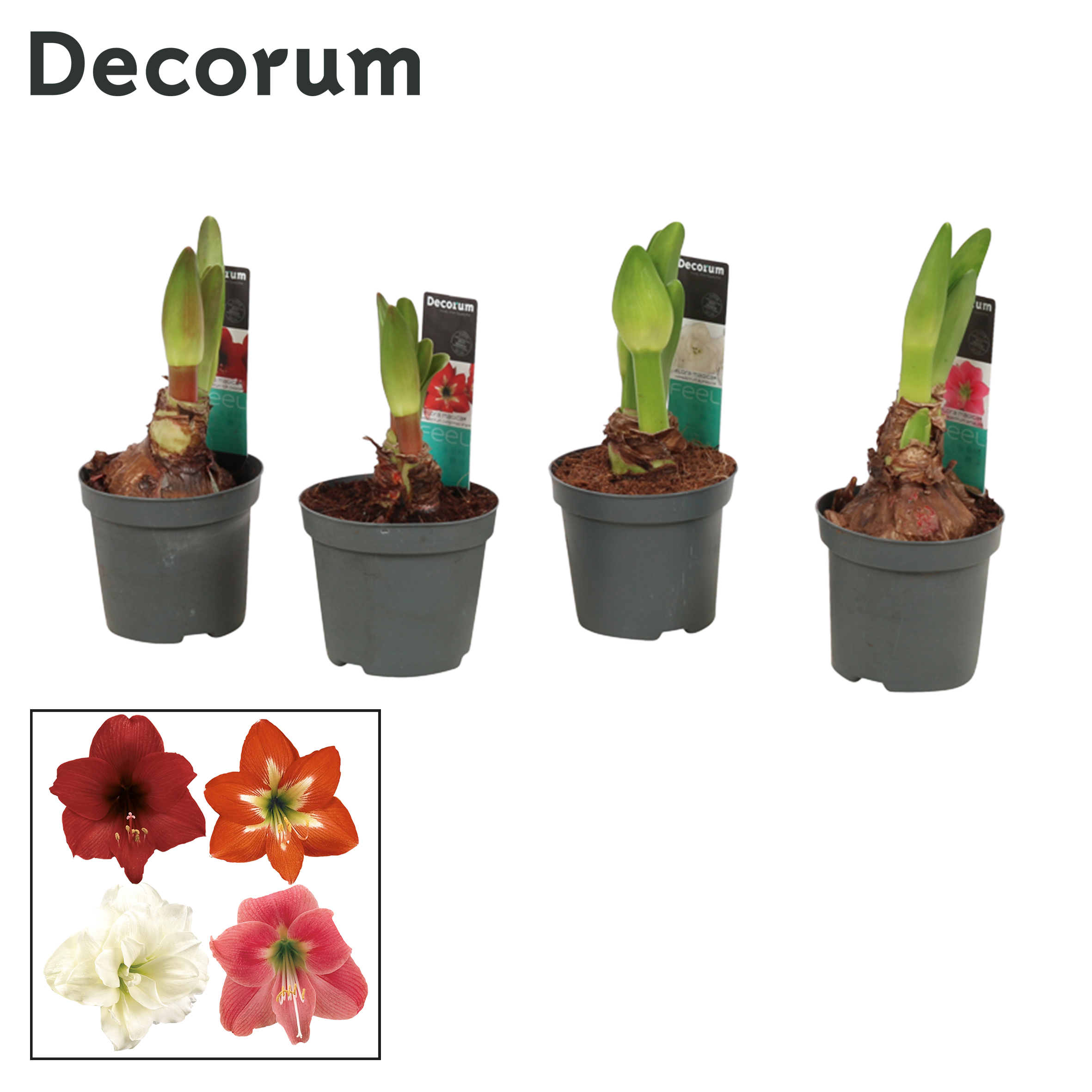 Picture of Hippeastrum Kolibri 2 shoots in varieties (Decorum) P9 15CM