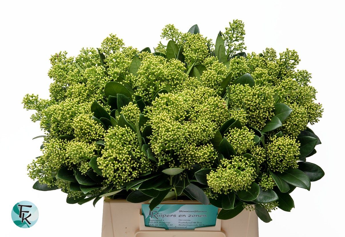 Skimmia Mag Finchy Bs 45cm