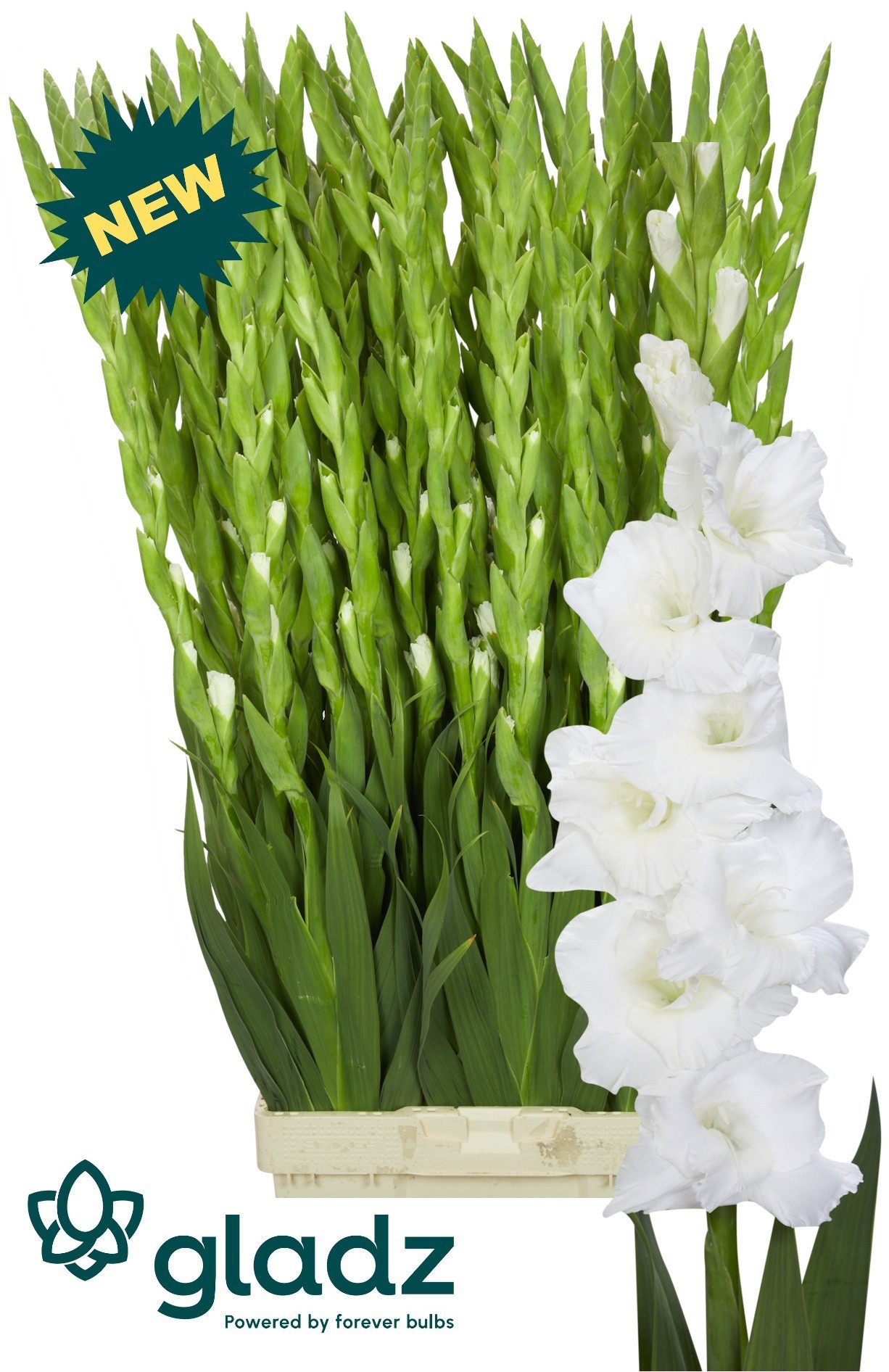 Glad Gr Glacier 120cm 230gram