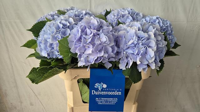 Hydrangea Verena Blue 80cm 22Ø