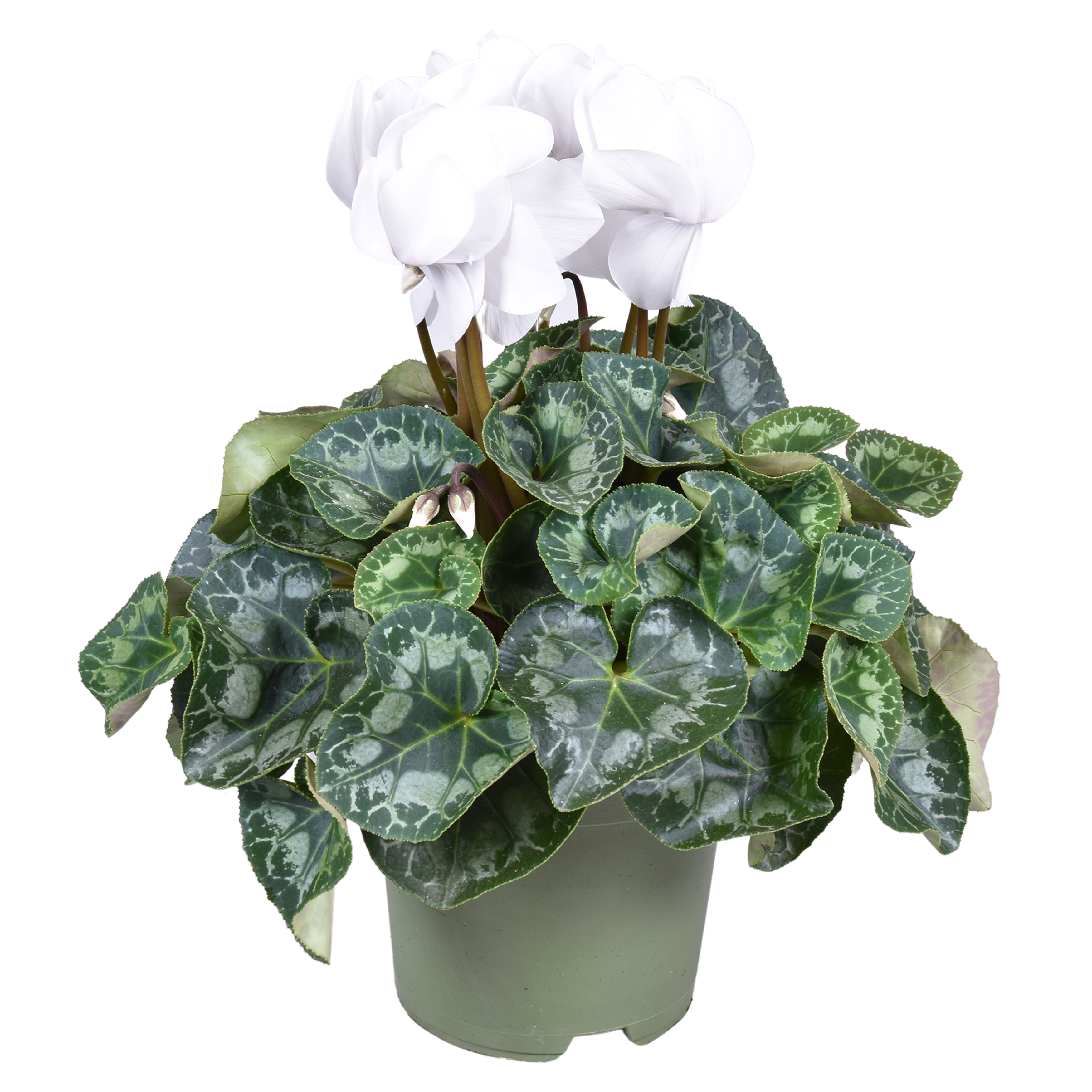 Picture of Cyclamen Halios White XL P17 35CM