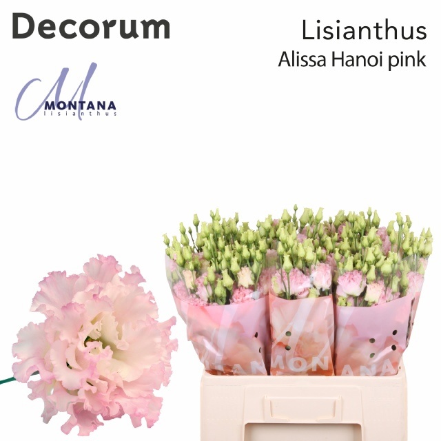 Lisianthus Double Alissa Pink 60cm