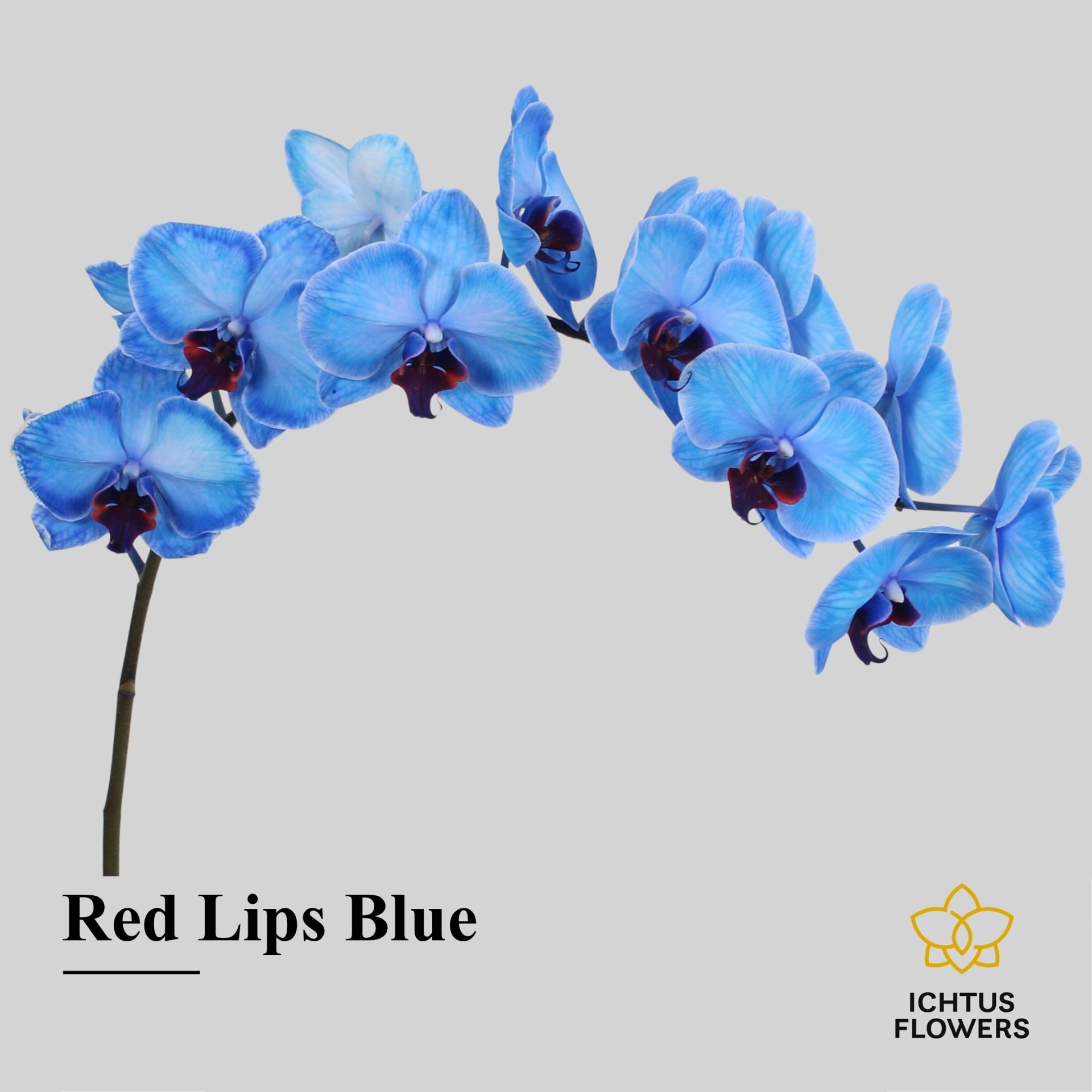 Phal Painted Red Lips Blue Tak 7-9
