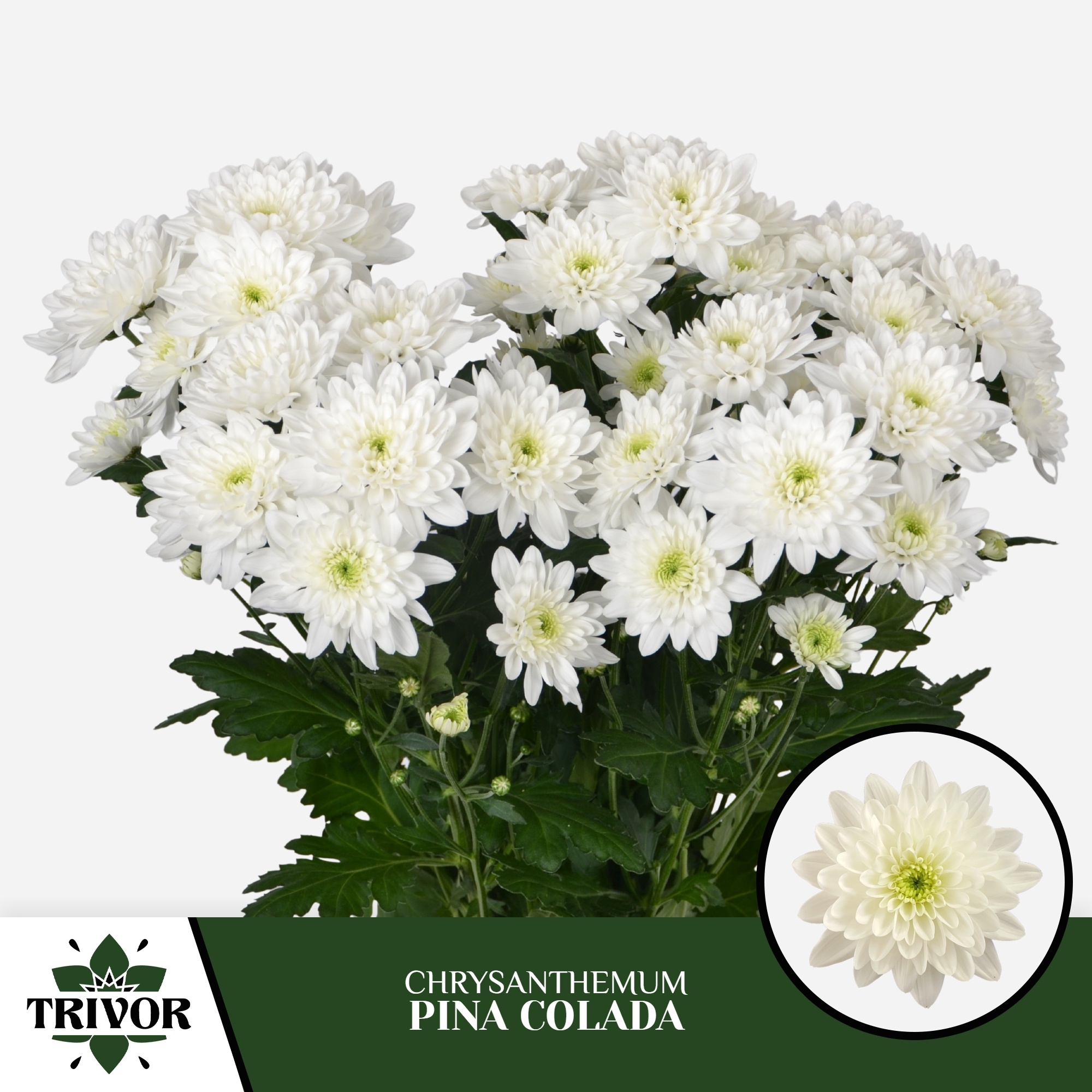 Chrys Spray Pina Colada 80gram