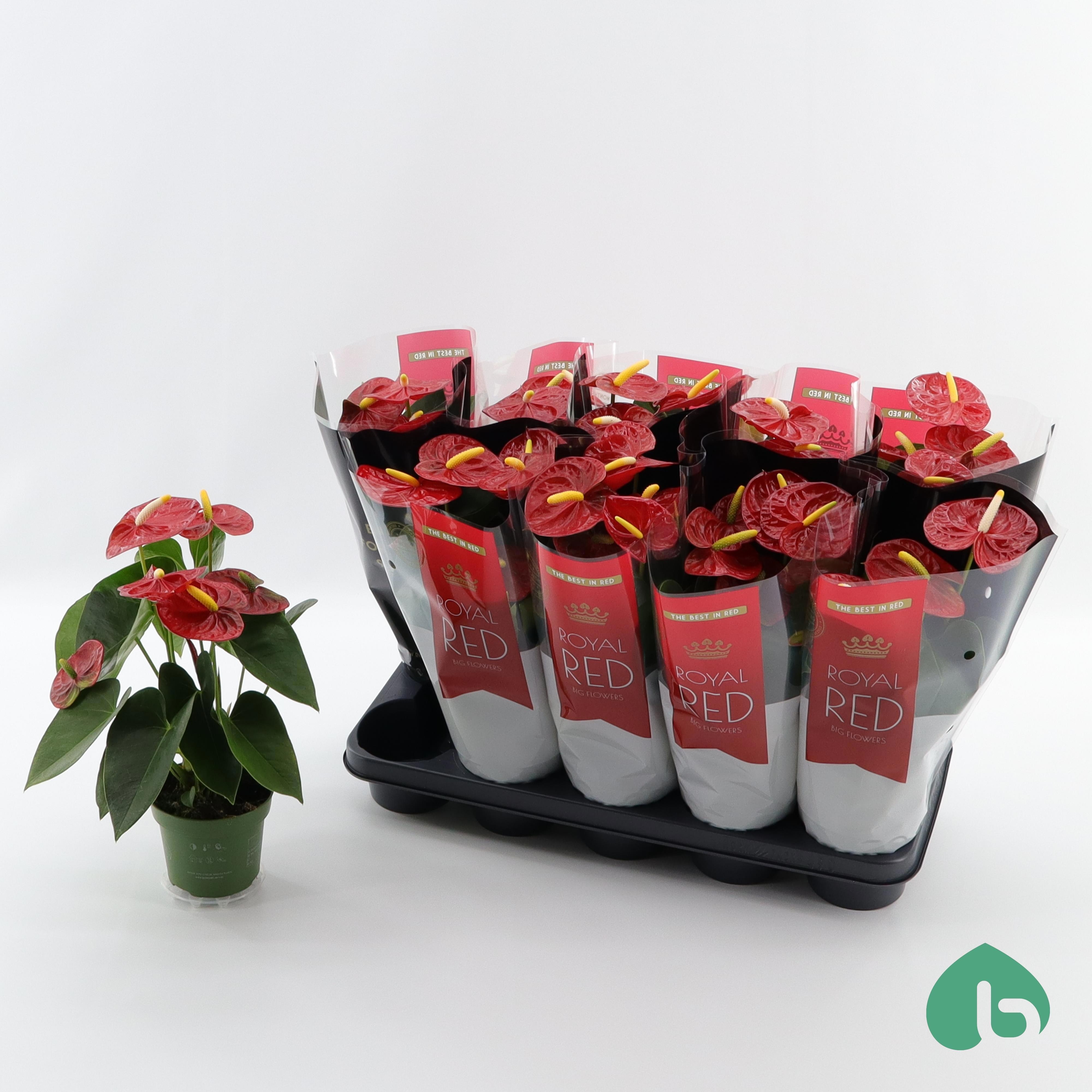 anthurium radicans luxurians Anthurium radicans x luxurians