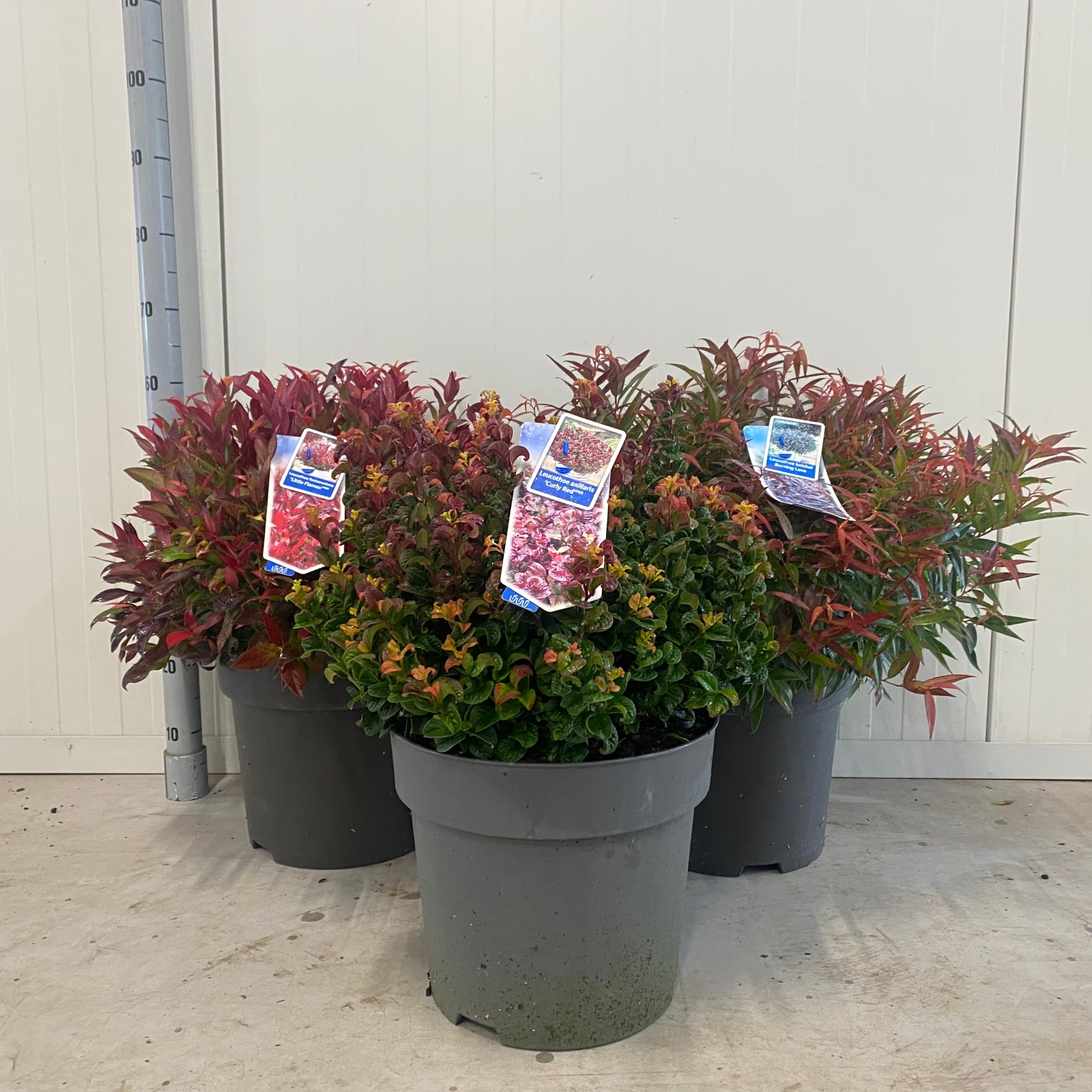 Picture of Leucothoe in 3 varieties P32 (15 Ltr)