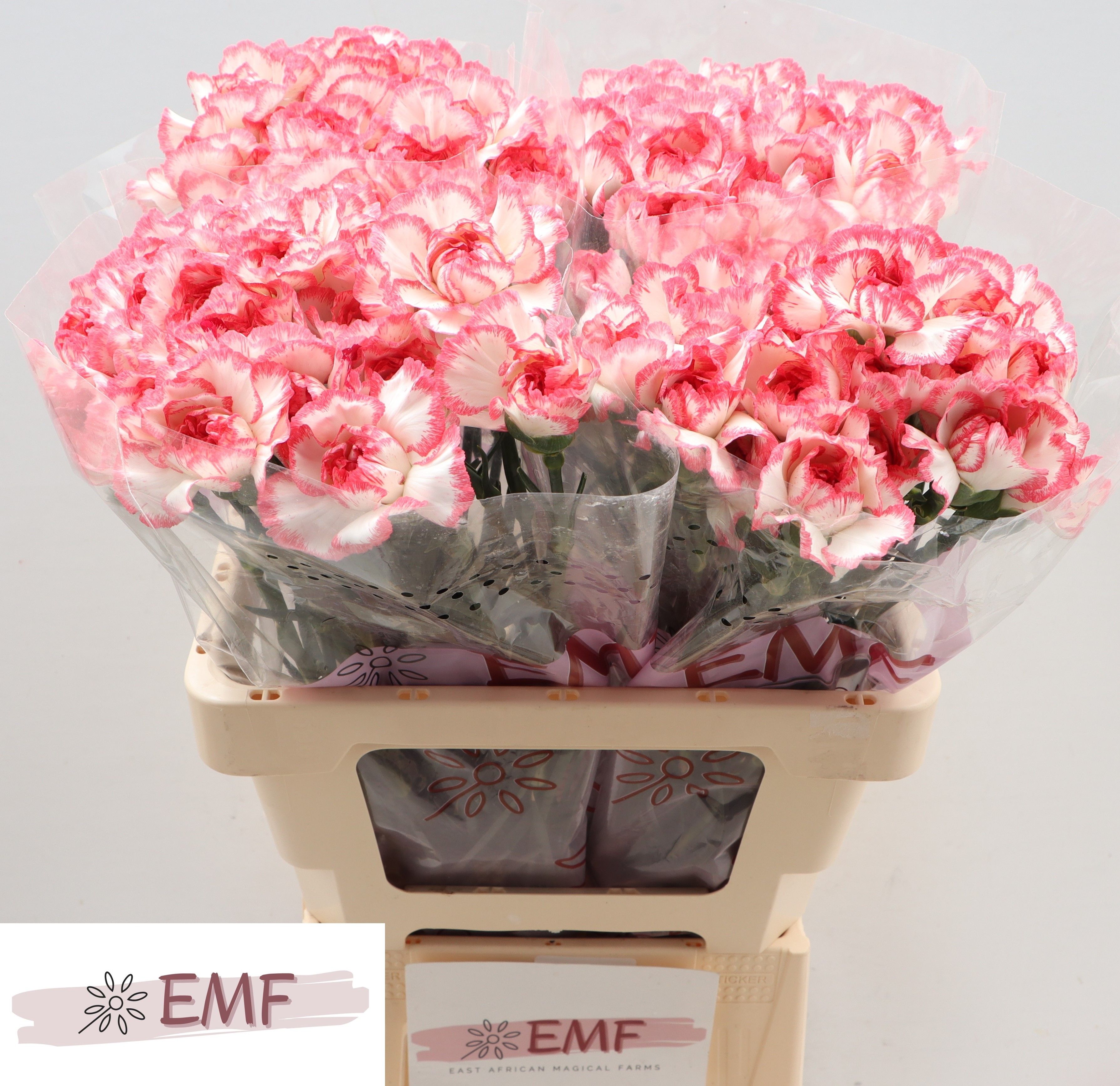 Dianthus St Bacarat Pink 60cm