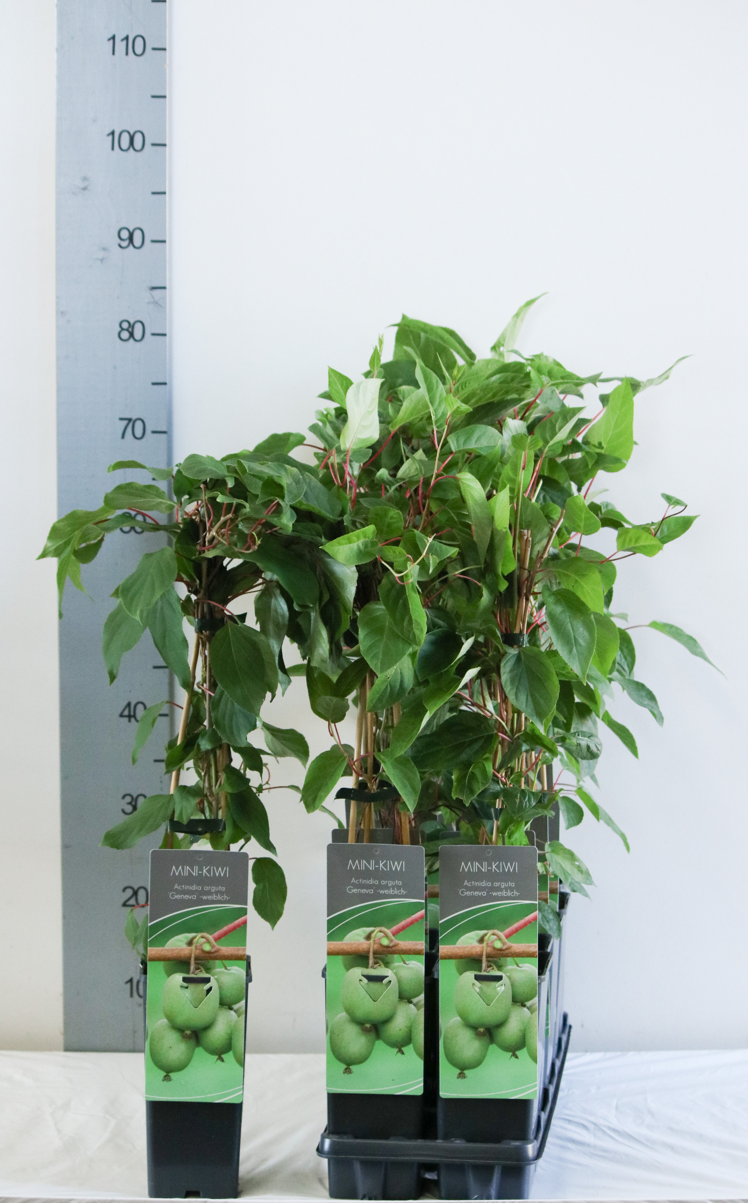 Actinidia arguta 'Geneva'