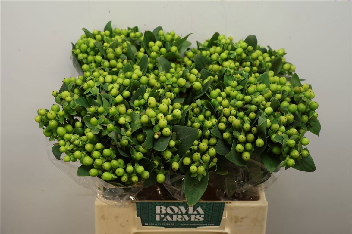 Hypericum Green Power 40cm