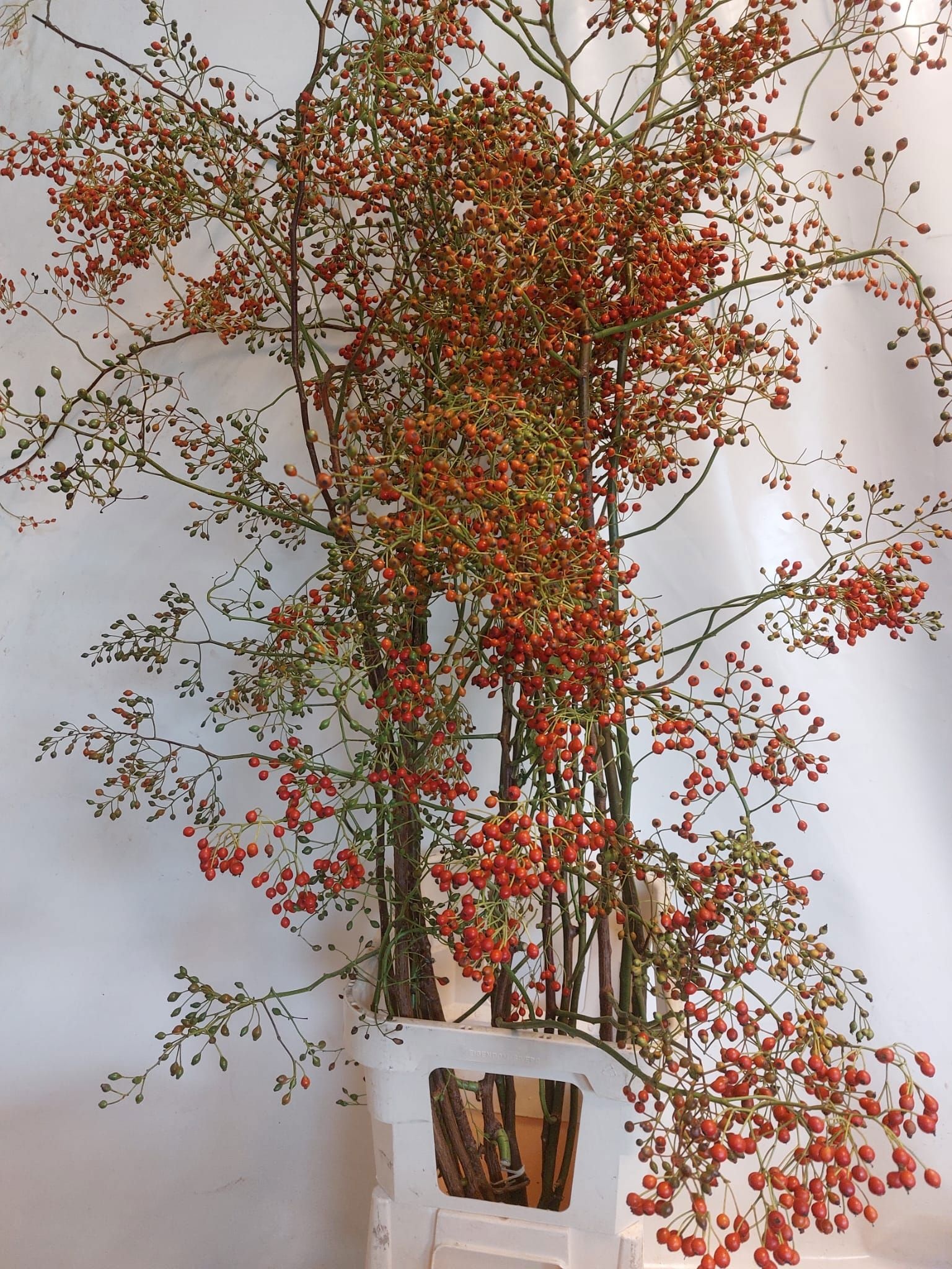 Rosehips Corallo 190cm