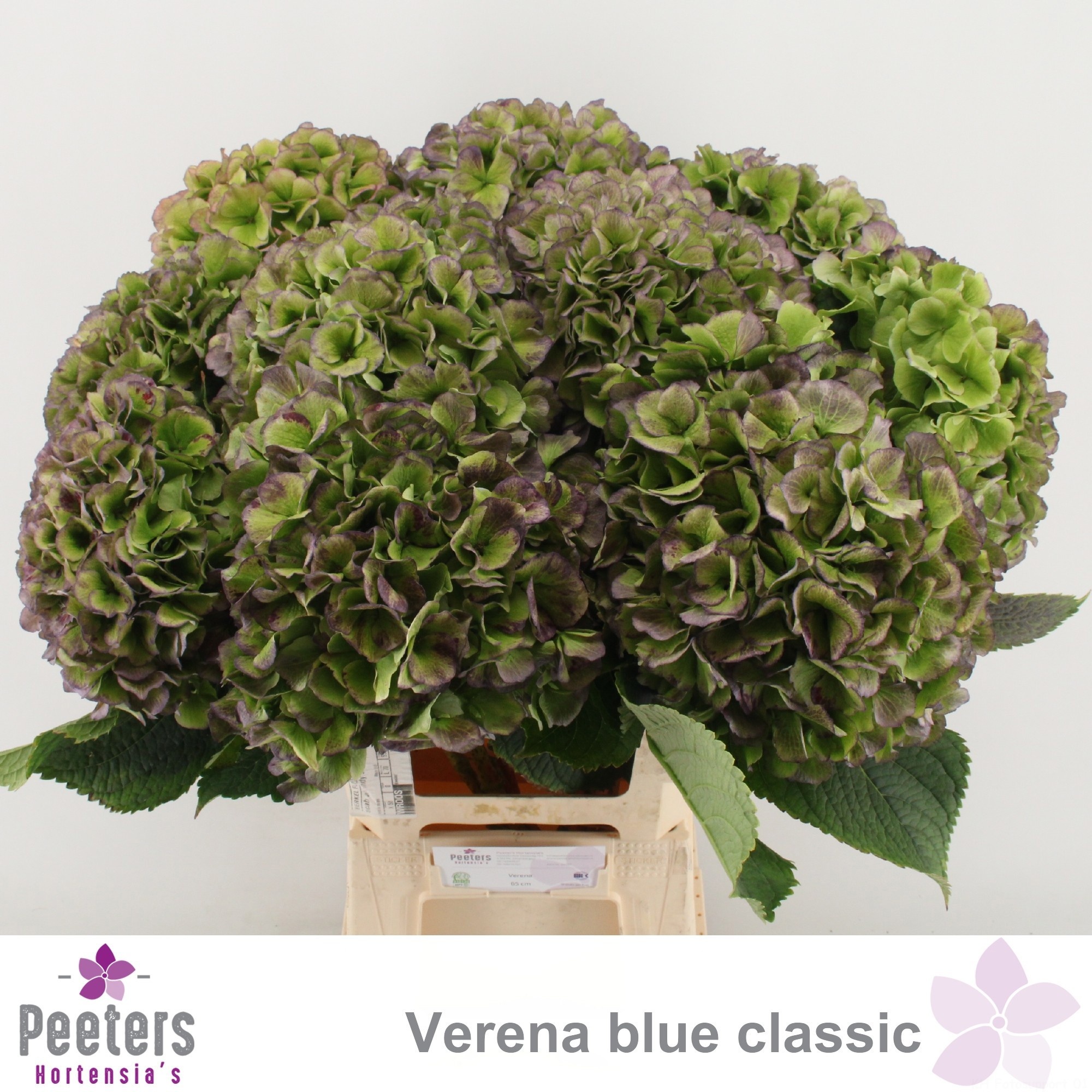 Hydrangea Verena Classic Blue 60cm 22Ø