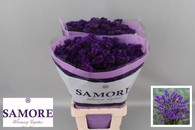 Limonium St Navy Sun Birds 70cm 40gram