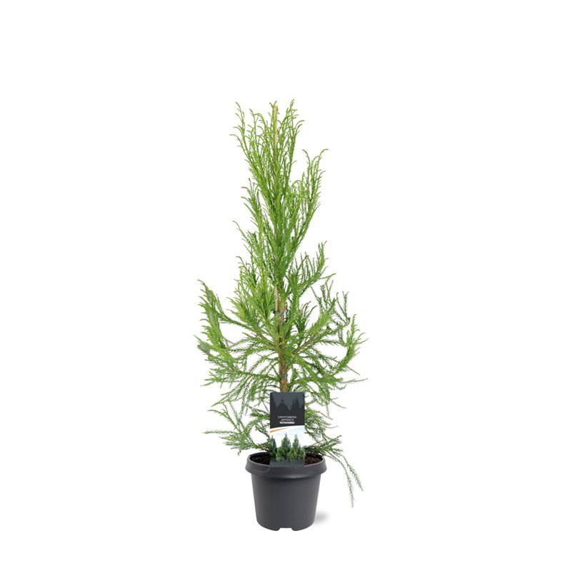 Cryptomeria japonica 'Kitayama'