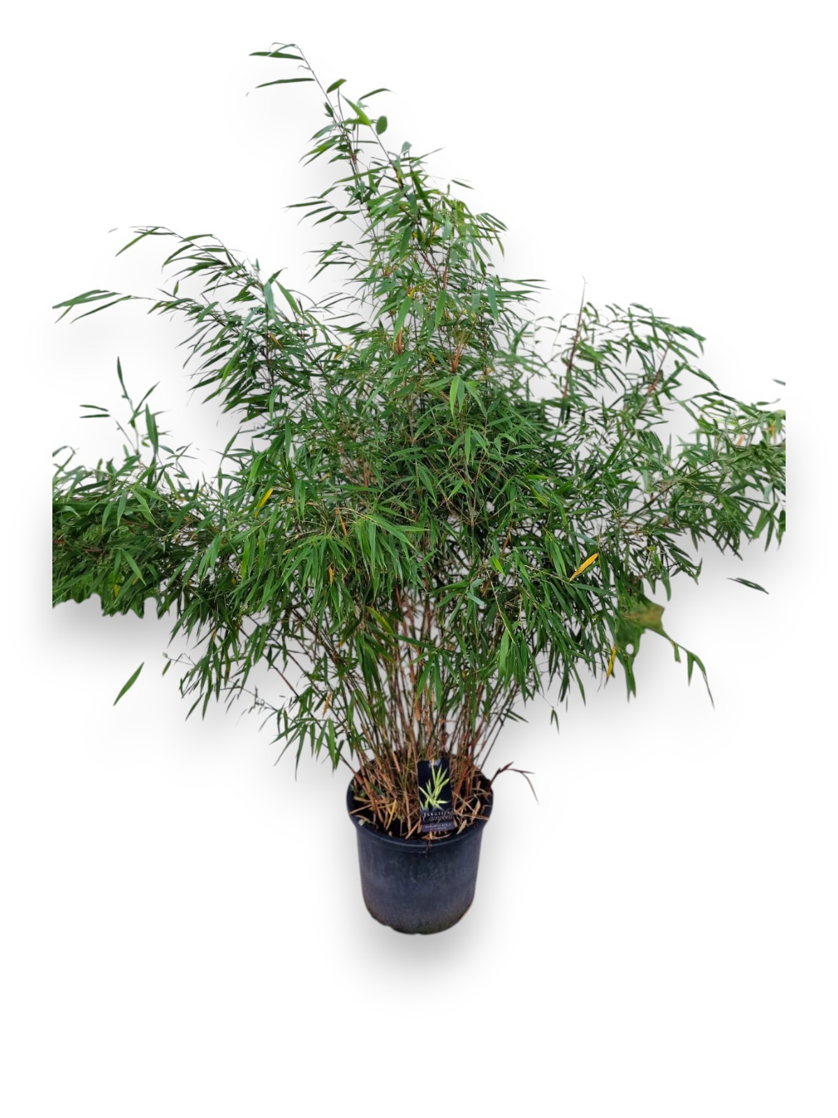 Fargesia scabrida 'Asian Wonder' | Hamiplant