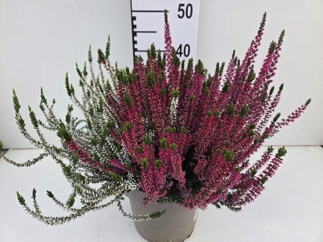 Callu Ga G Tri Girls 24Ø 40cm