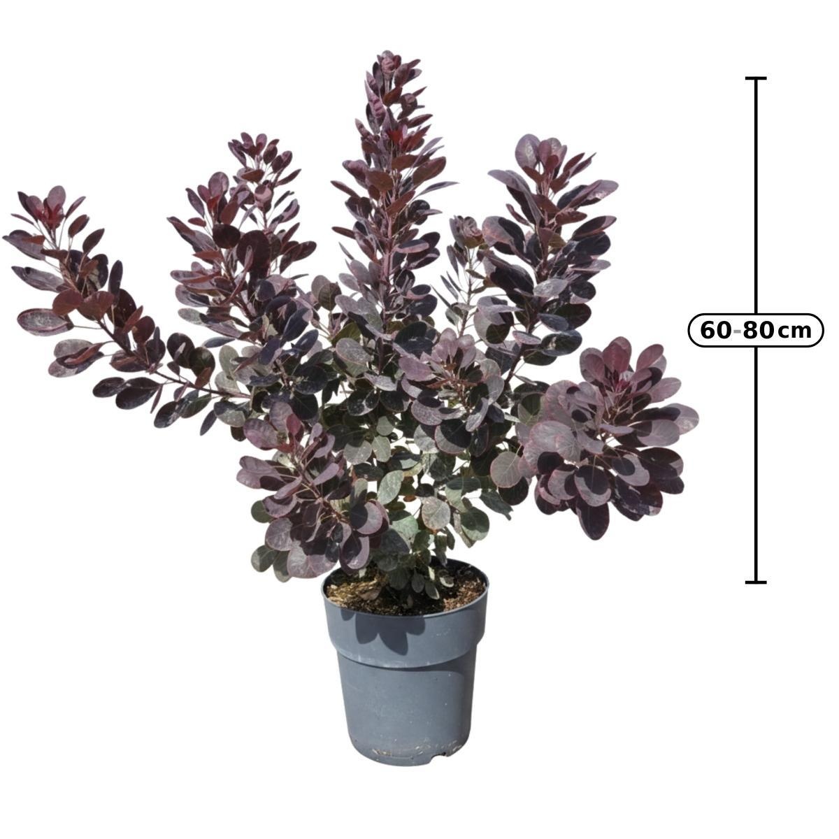 Coti Co Royal Purple