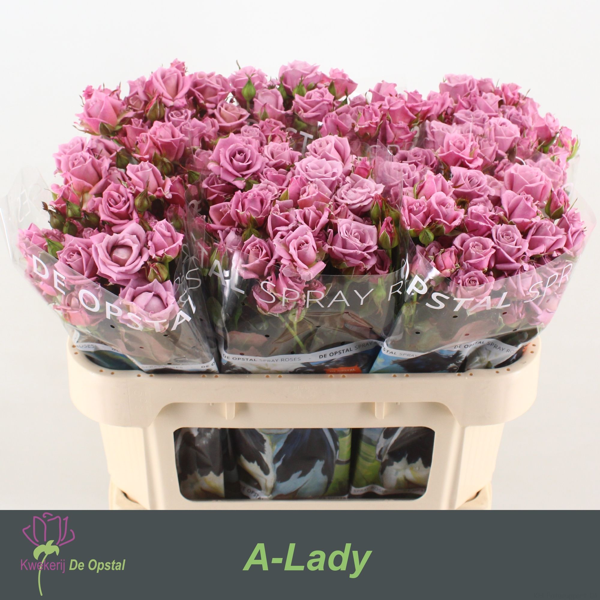 Rosa Spr A-lady 70cm
